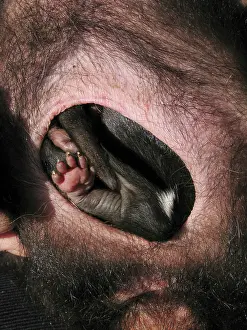 Teets: Tasmanian Devil - young attached to teats in pouch