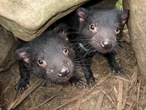 Harrisii: Tasmanian Devil - two young devils 9 months old