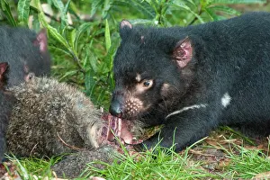 Sarcophilus: Tasmanian Devil young eating Red-necked Wallaby carcass
