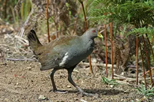 Tasmania: Tasmanian NATIVE HEN, side view