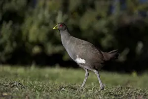 Hobart: Tasmanian Nativehen - A Tasmanian endemic - near