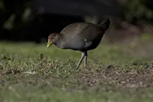 Hobart: Tasmanian Nativehen - A Tasmanian endemic - near