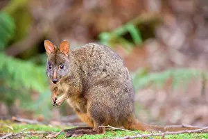 Pademelons: Tasmanian Pademelon