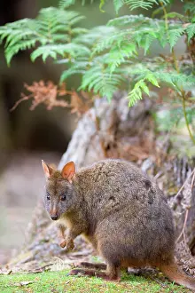 Pademelons: Tasmanian Pademelon