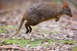 Leaping: Tasmanian Pademelon - action shot of an adult in