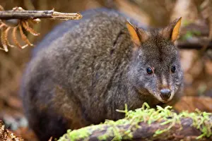 Pademelons: Tasmanian Pademelon - adult sitting on a moss-covered