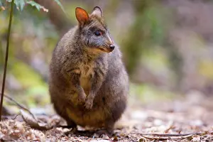 Pademelons: Tasmanian Pademelon - adult standing on its hind