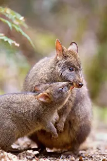 Weaned: Tasmanian Pademelon - female adult and weaned young