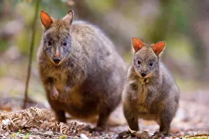 Weaned: Tasmanian Pademelon - female adult and weaned young