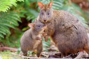 Steffen & Alexandra Sailer: Tasmanian Pademelon - female adult and weaned young