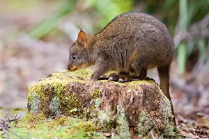 Pademelons: Tasmanian Pademelon - young one sitting on a moss-covered