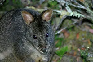 Pademelons: Tasmanian / Red-bellied Pademelon / Rufous Wallaby