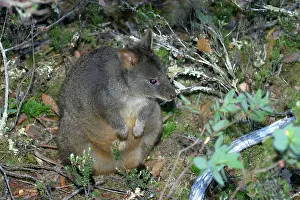 Pademelons: Tasmanian / Red-bellied PADEMELON / Rufous Wallaby