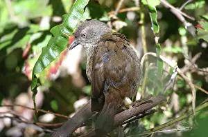 Tasmania: Tasmanian SCRUBWREN - sunbathing