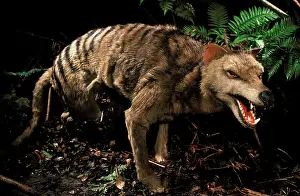 Cynocephalus: Tasmanian Tiger / Wolf / Thylacine - stuffed specimen