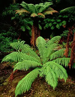 Auscape - Named Photographers: Tasmanian tree fern / Soft tree fern / Man fern