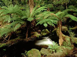 Auscape - Named Photographers: Tasmanian tree fern / Soft tree fern / Man fern