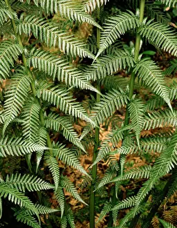 Auscape - Named Photographers: Tasmanian tree fern / Soft tree fern / Man fern