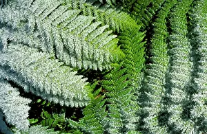 Auscape - Named Photographers: Tasmanian tree fern / Soft tree fern / Man fern