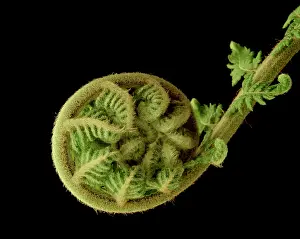 Auscape - Named Photographers: Tasmanian tree fern / Soft tree fern / Man fern