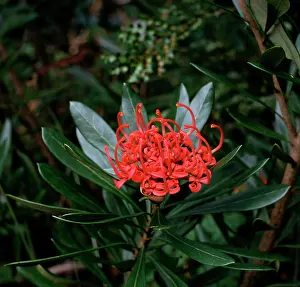 Truncata: Tasmanian waratah (Telopea truncata). Tasmania, Australia