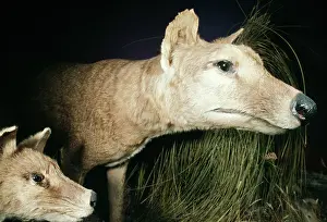 Taxidermy: Tasmanian Wolf - stuffed specimen