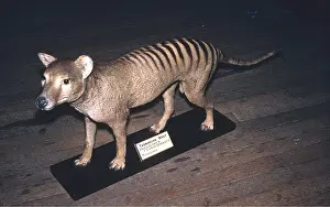 Model: TASMANIAN WOLF / TIGER - or Thylacine