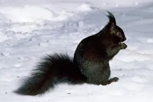 Tassel: Tassel-eared Squirrel - in winter - USA