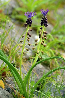 Muscari: Tassel Hyacinth - in flower in spring
