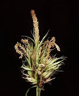 Distorted: Tassel smut on Corn