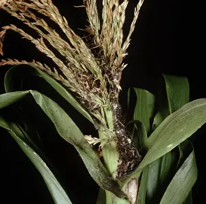 Distorted: Tassel smut on corn
