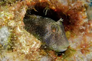 Tasseled: Tasseled Blenny