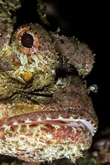 Tasseled: Tasseled Scorpionfish