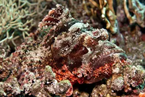 Tasseled: Tasseled Scorpionfish