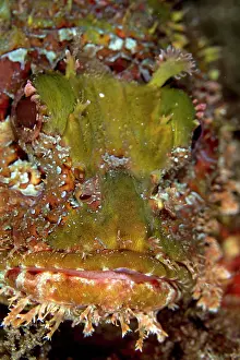 Tasseled: Tasseled Scorpionfish