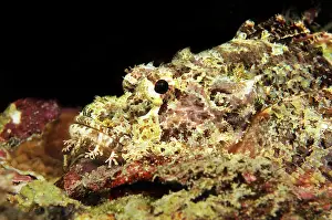 Tasseled: Tasseled Scorpionfish