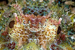 Tasseled: Tasseled Scorpionfish