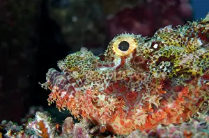 Tasseled: Tasseled Scorpionfish