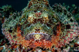 Tasseled: Tasseled Scorpionfish