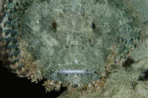 Tasseled: Tasseled Scorpionfish