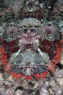 Arborek: Tasseled Scorpionfish - Arborek Jetty, Dampier