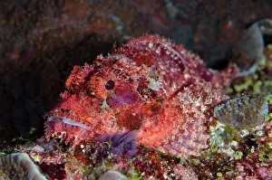 Tasseled: Tasseled Scorpionfish - Gili Tepekong dive site