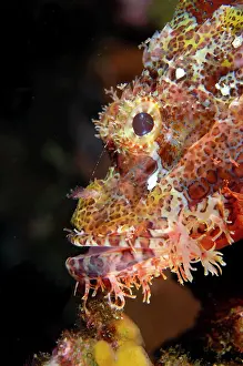 Tasseled: Tasseled Scorpionfish - Liberty Wreck Dive Site