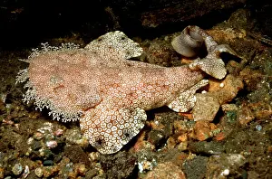 Tasseled: Tasseled Wobbygong Shark - Only found in the tropics