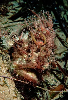 Angler: Tasselled anglerfish, adult sitting on sandy bottom
