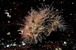 Angler: Tasselled Anglerfish - juvenile about 2 cm long