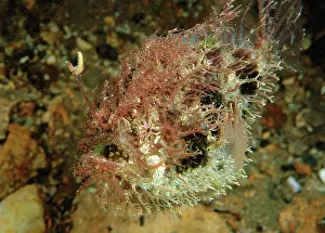 Angler: Tasselled Anglerfish - juvenile