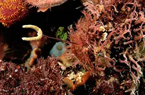 Angler: Tasselled Anglerfish - showing fishing lure (Esca)