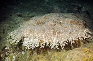 Tasselled: Tasselled Wobbegong Shark