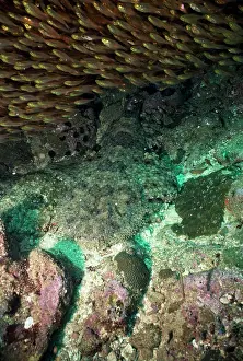 Tasselled: Tasselled Wobbegong Shark